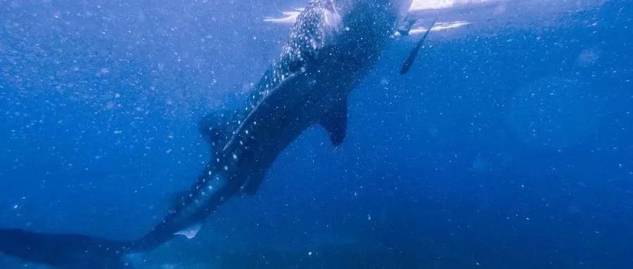 杜马盖地,杜马盖地如何