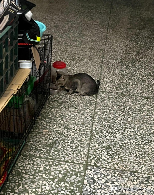 流浪猫是如何找到投喂的猫粮,流浪猫喂过一次找不到了怎么办