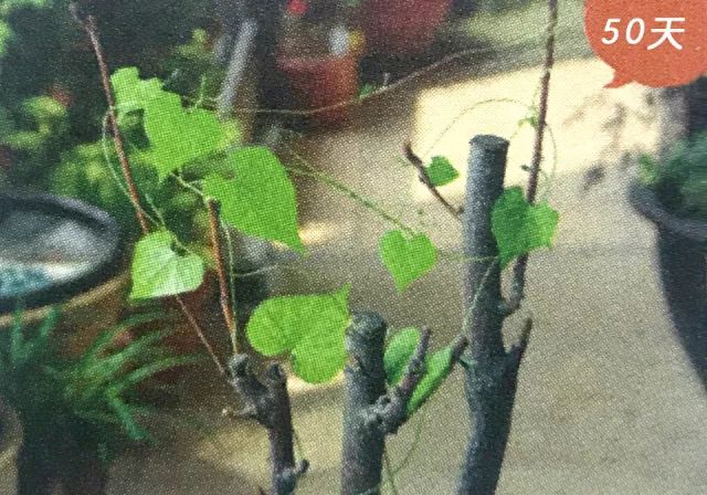 喇叭花的生活习性和怎样开花的,观察一朵花是怎样开花的