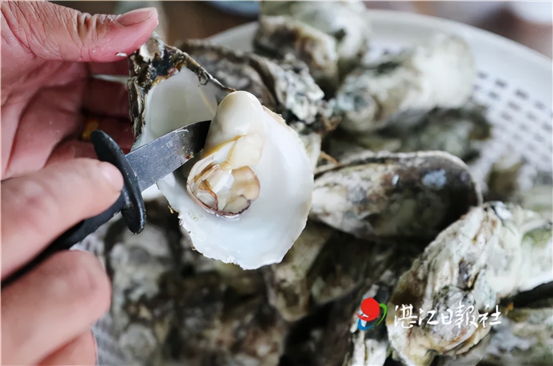 不孕不育更好吃？这种湛江生蚝无心恋爱专注长肉