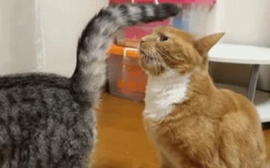 宠物粪检能检查什么,宠物体检应该查什么