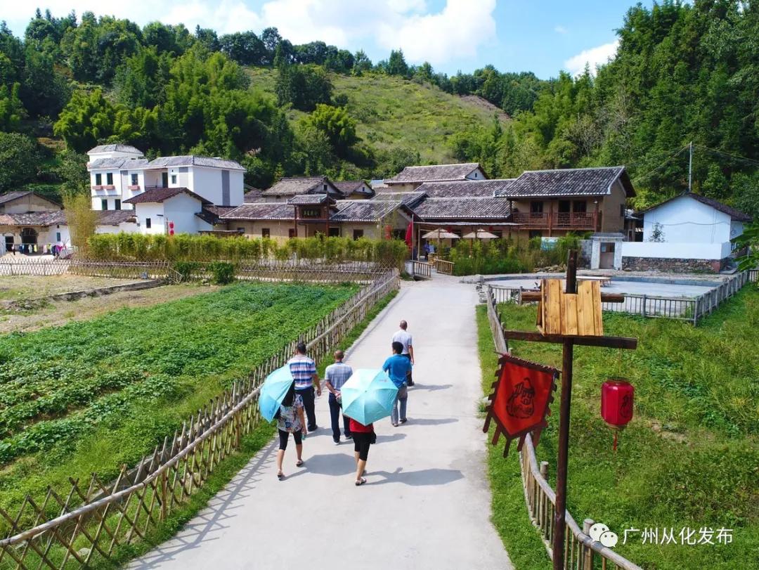 从化莲麻头酒十里飘香，昔日贫困村在绿水青山间迸发振兴力量