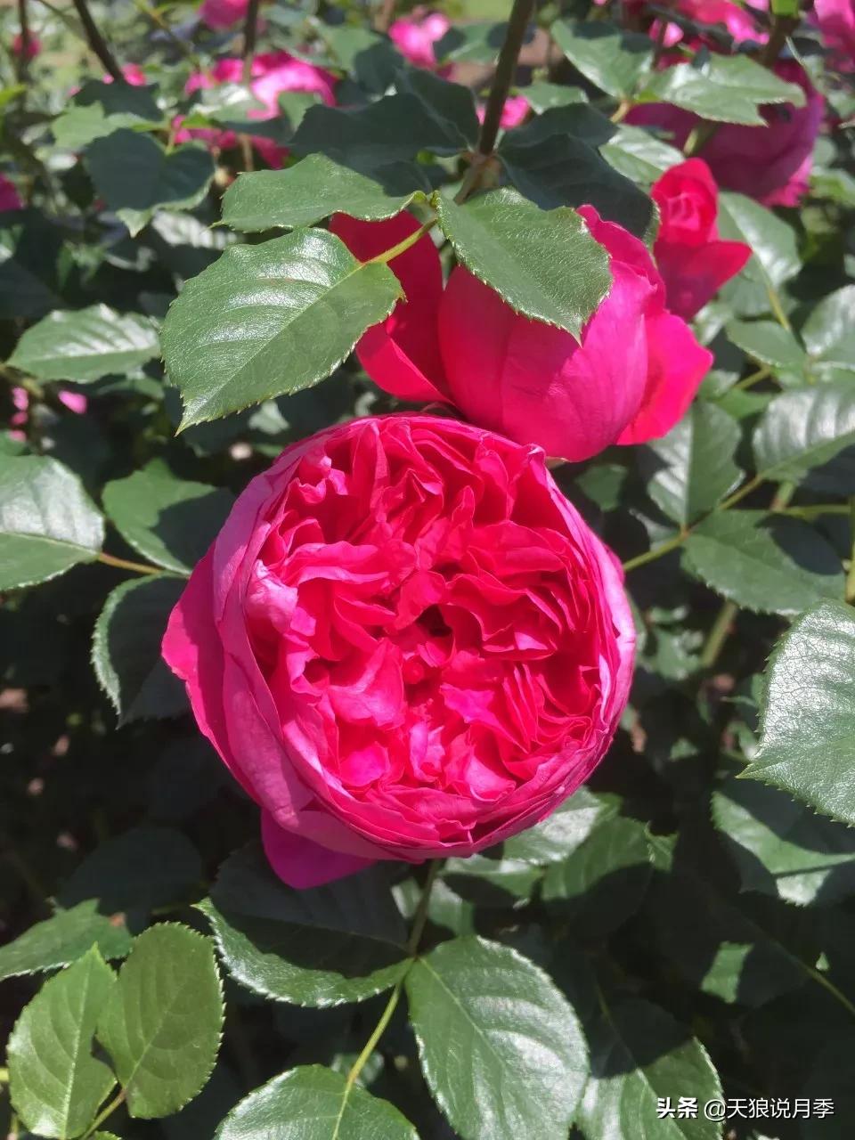 唤作「蔻丹」的月季，应该有怎样的风情？