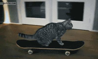 美短虎斑猫咪的品种,美国短毛猫虎斑价格