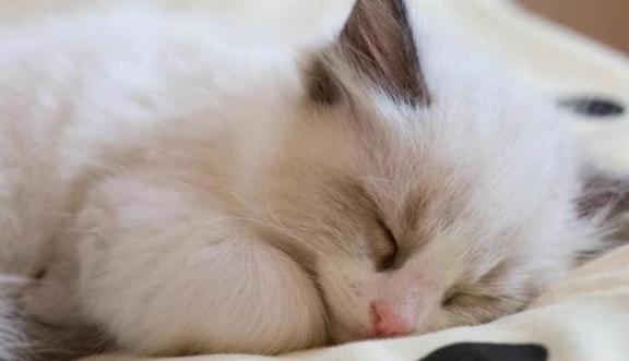 布偶猫如何喂养最好,布偶猫好养吗要怎么正确喂养它