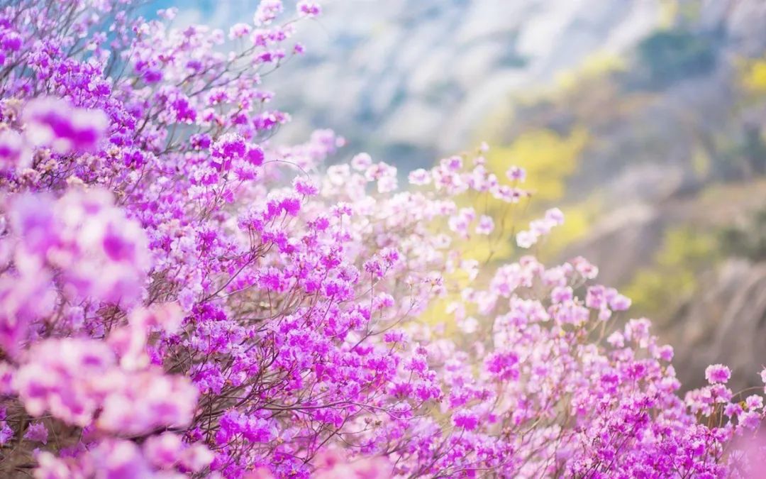 十首写春天的诗,十二首春词