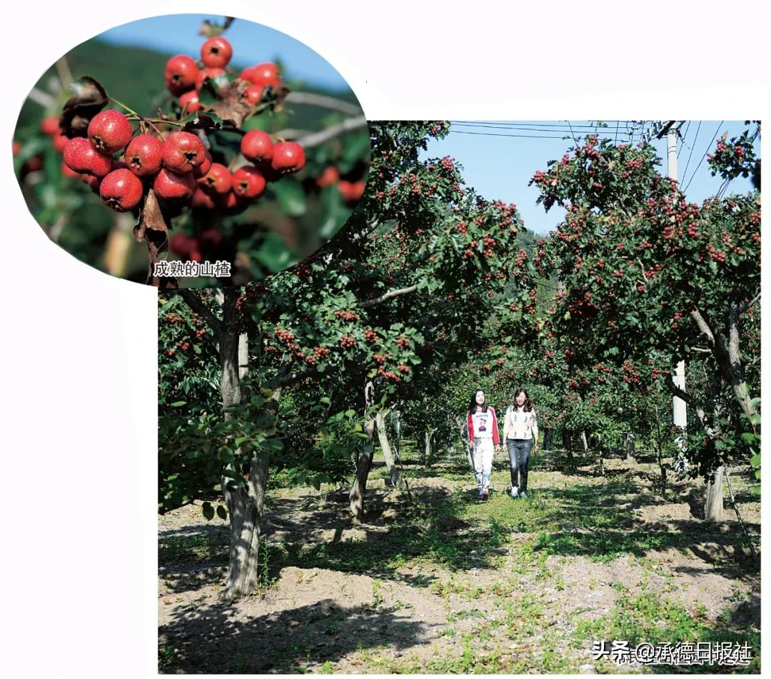 鹰手健康小镇聚力问鼎特色旅游“国字号”“山楂大王”多业态共融擦亮“承德山水”牌