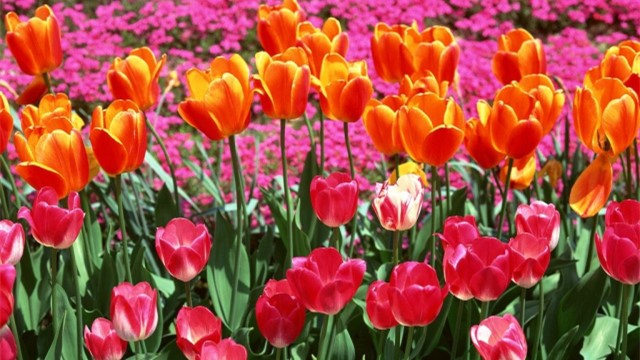 郁金香的花语和寓意是什么意思呀,不同颜色郁金香花语和寓意一样吗