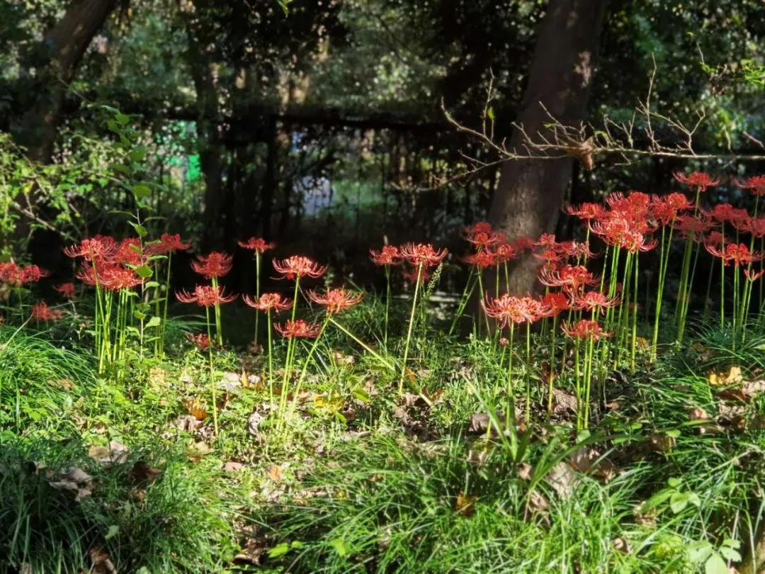 杭州西湖3天2晚自由行攻略,24小时杭州之旅