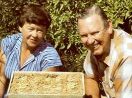 珍品生石花,绿宝石类生石花