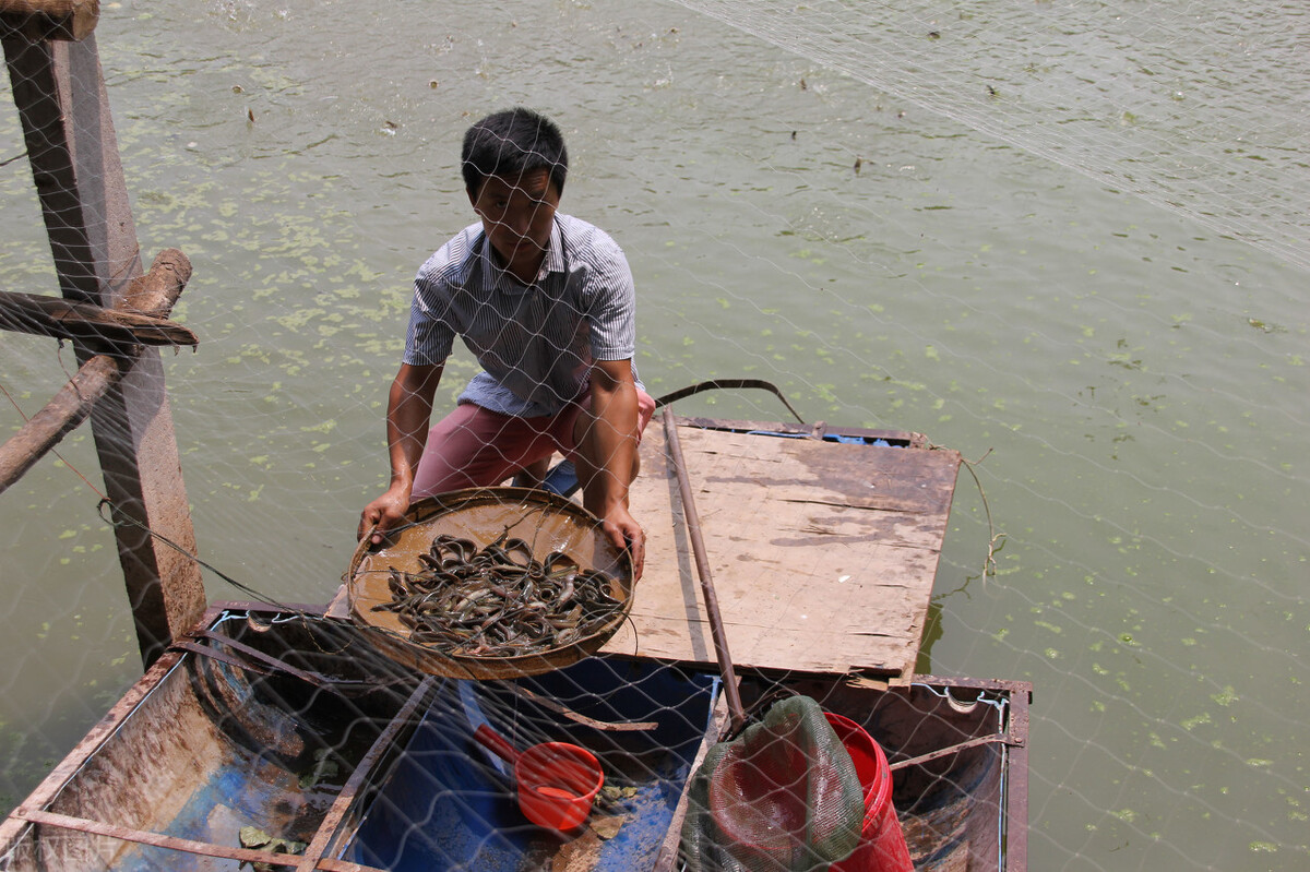 未来3年泥鳅价预测,今年泥鳅市场价能卖多少元一斤