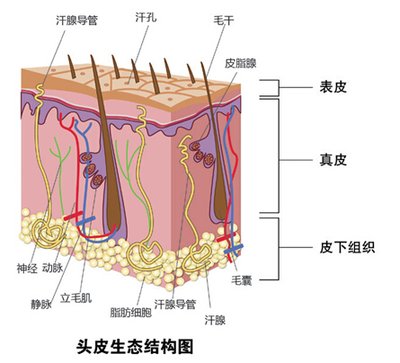 脱发头上长出绒毛就掉咋回事,脱发开始长绒毛一碰就掉