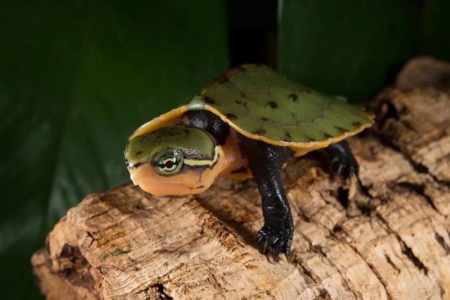 岁月是把杀猪刀？龟的成长中谁的变化大
