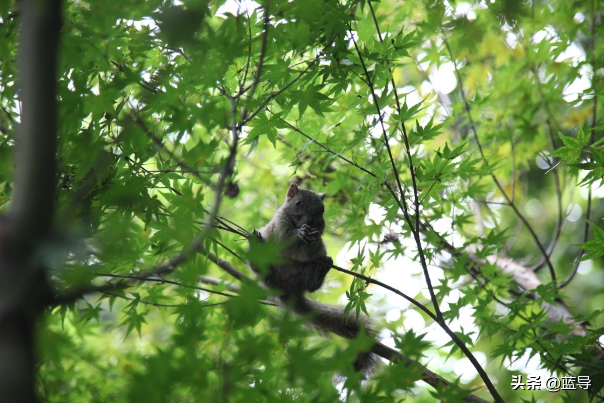 佳能24-105mm评测,佳能24-105适合拍摄的场景