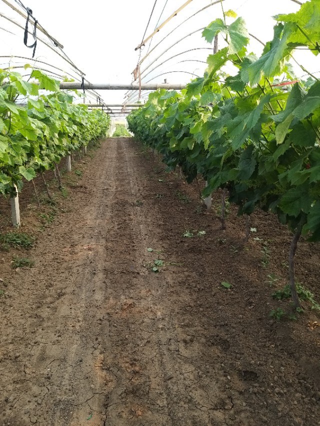 浜洪笩澶ф垬璋佽兘鎵撹耽,浜洪笩鎴樹簤