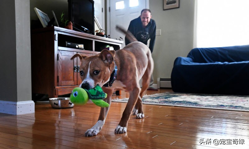 国外狗狗敏捷比赛,狗狗敏捷大赛罗威纳