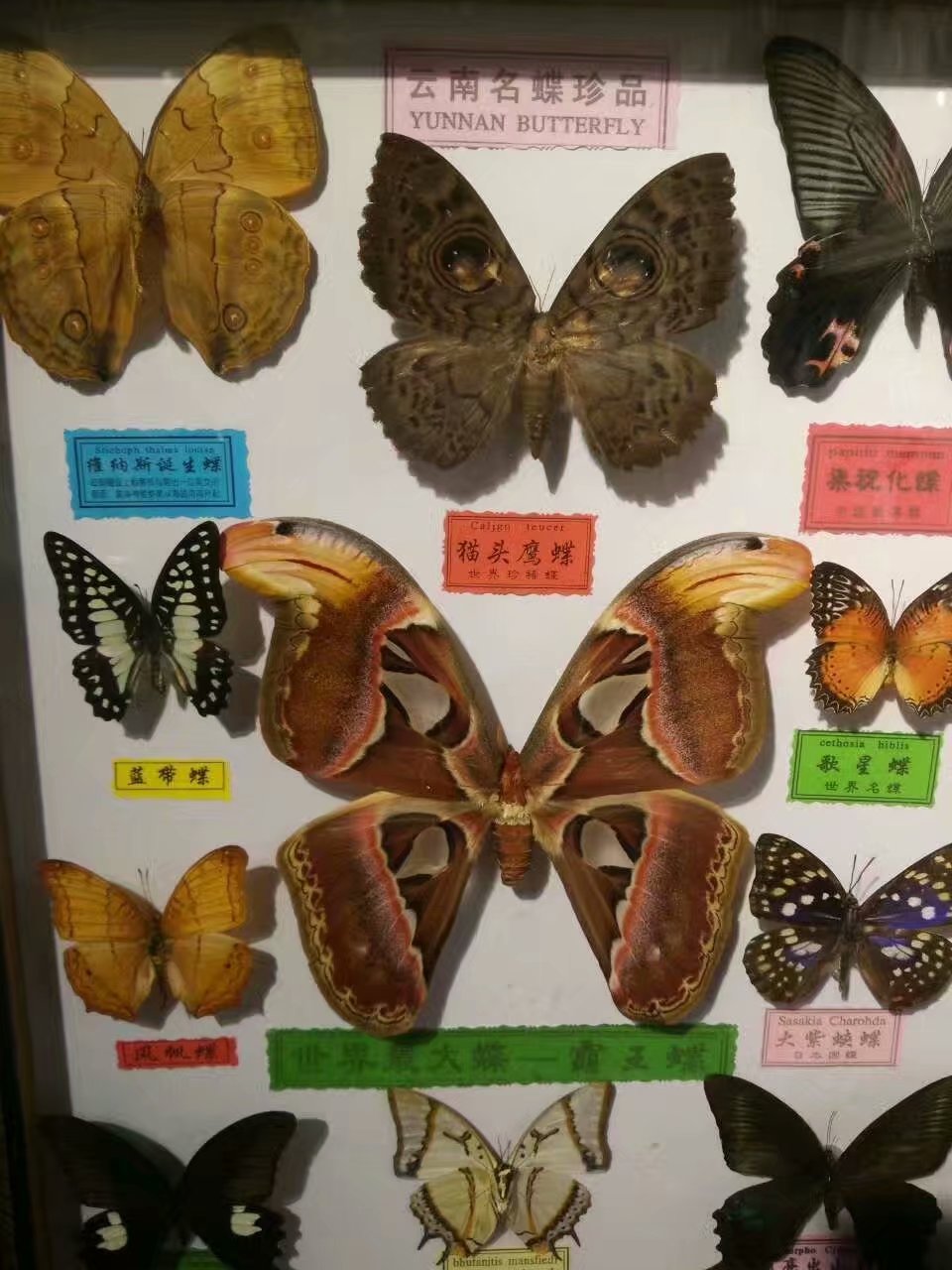 云南贵州之旅,云南蝴蝶泉之游