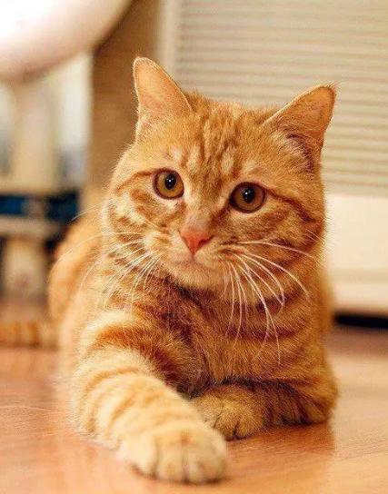 中华田园猫12个品种图小奶猫,中华田园猫12个品种图哪个最好养