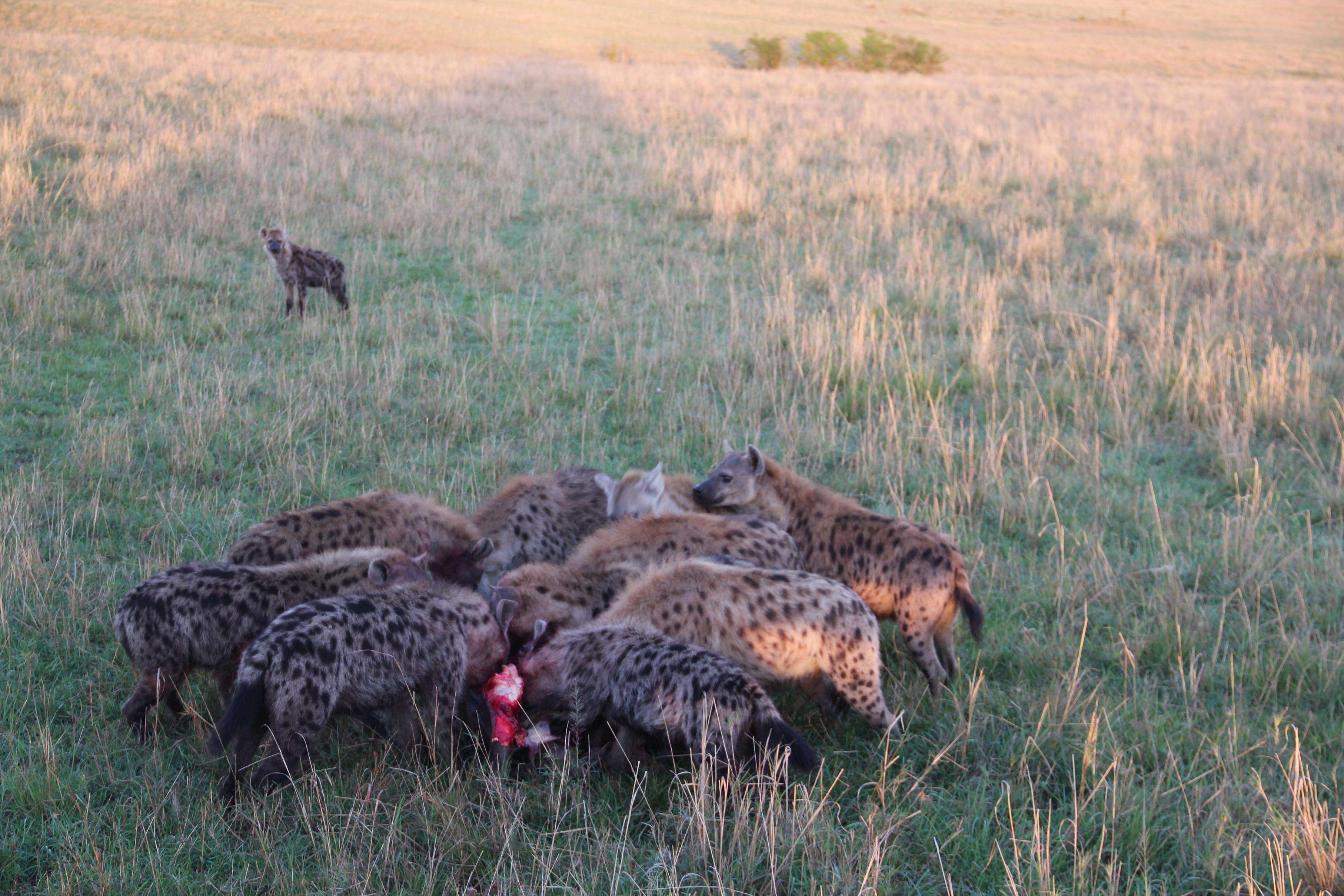 年幼狮子被非洲鬣狗包围，幸好兄弟及时赶来营救，获救后撒娇感谢
