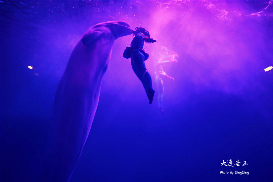 北方明珠活力四射的浪漫之都大连，国内最具特色的海洋世界圣亚