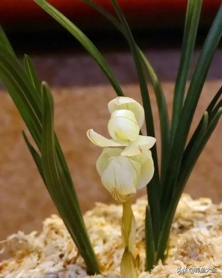 世界名贵花图片大全集,世界上最漂亮名贵的花卉