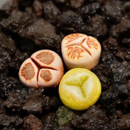 多肉生石花好看视频,多肉生石花开图