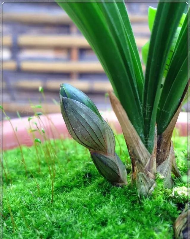 每日一品栏目,每日一品七律