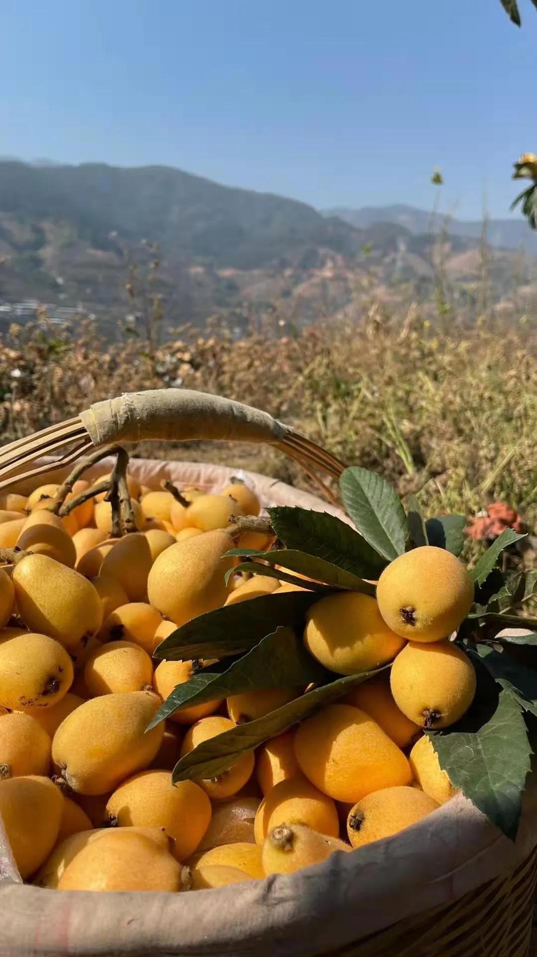 热带水果名单,热带水果王国攀枝花