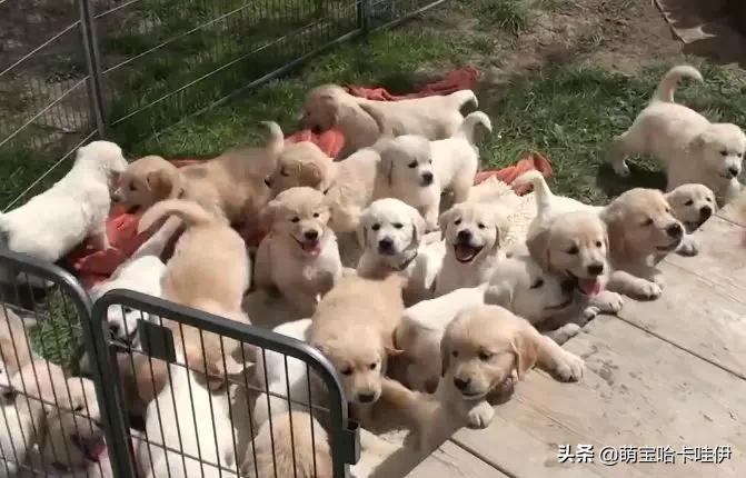 网友让金毛带25只娃，它却想了个馊主意，狗：想累死我呢？