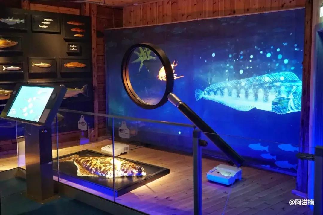 为了吃最贵的鱼你们会驱车多远,世界上最难吃的鱼青花鱼