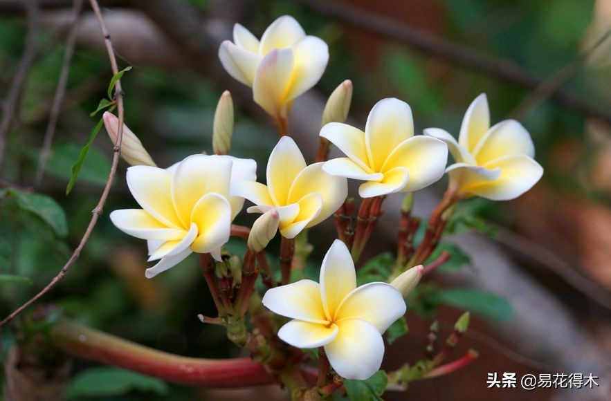 佛教为什么有五树六花,佛教中的五树六花图片