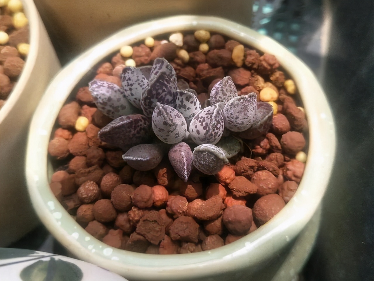 全部水泡类多肉叶片,叶子白底蓝心的多肉