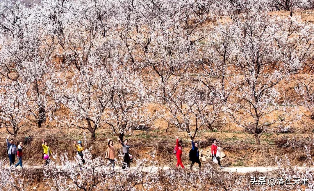 天津河北区桃花堤开了吗,天津看桃花的北运河桃花堤