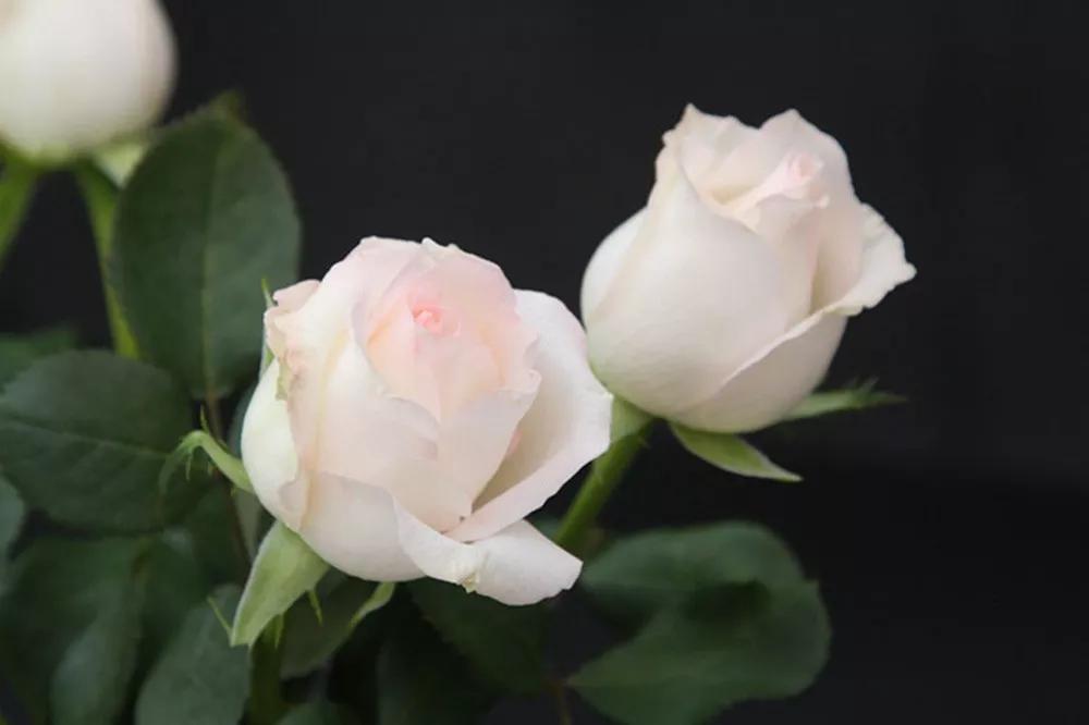 花店必备的5款玫瑰,鲜花图鉴一次性认识30种玫瑰花