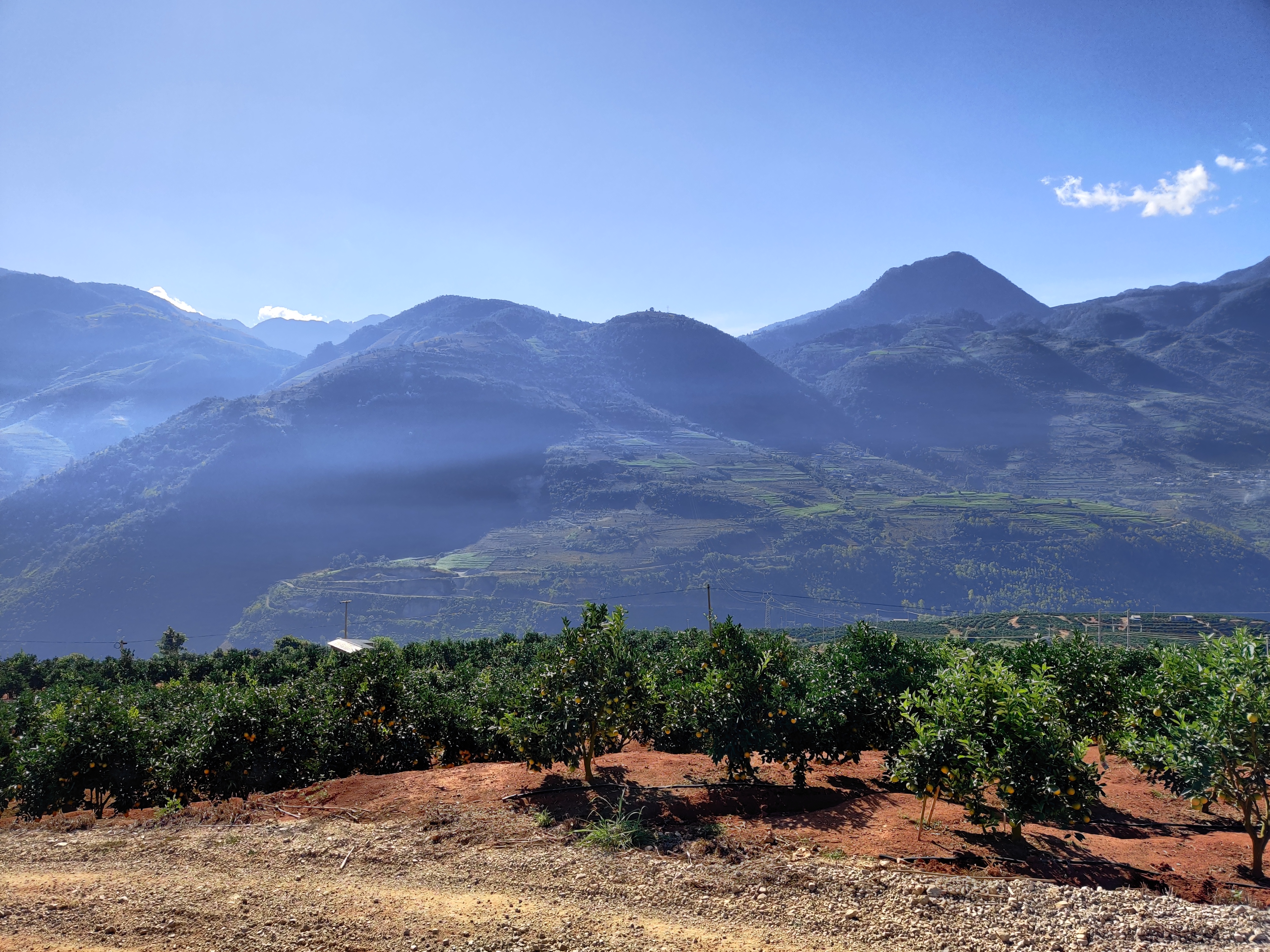 褚橙新农人,褚橙为什么是新农人