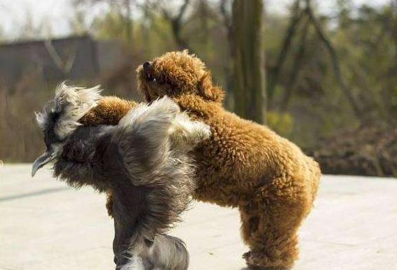 惩罚泰迪犬时5个禁忌绝不能犯,养泰迪犬的4大禁忌总有人会犯错