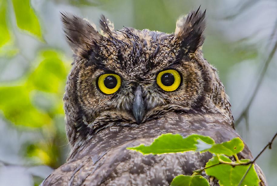 世界上第8种猫头鹰,最受欢迎的猫头鹰
