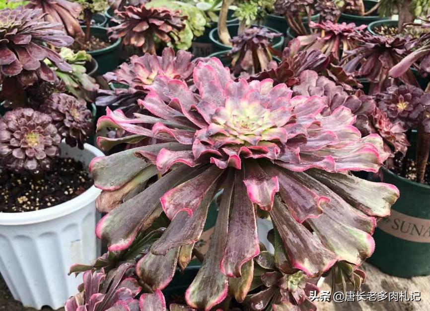 根系很发达的多肉怎么修根,刚买回来的多肉