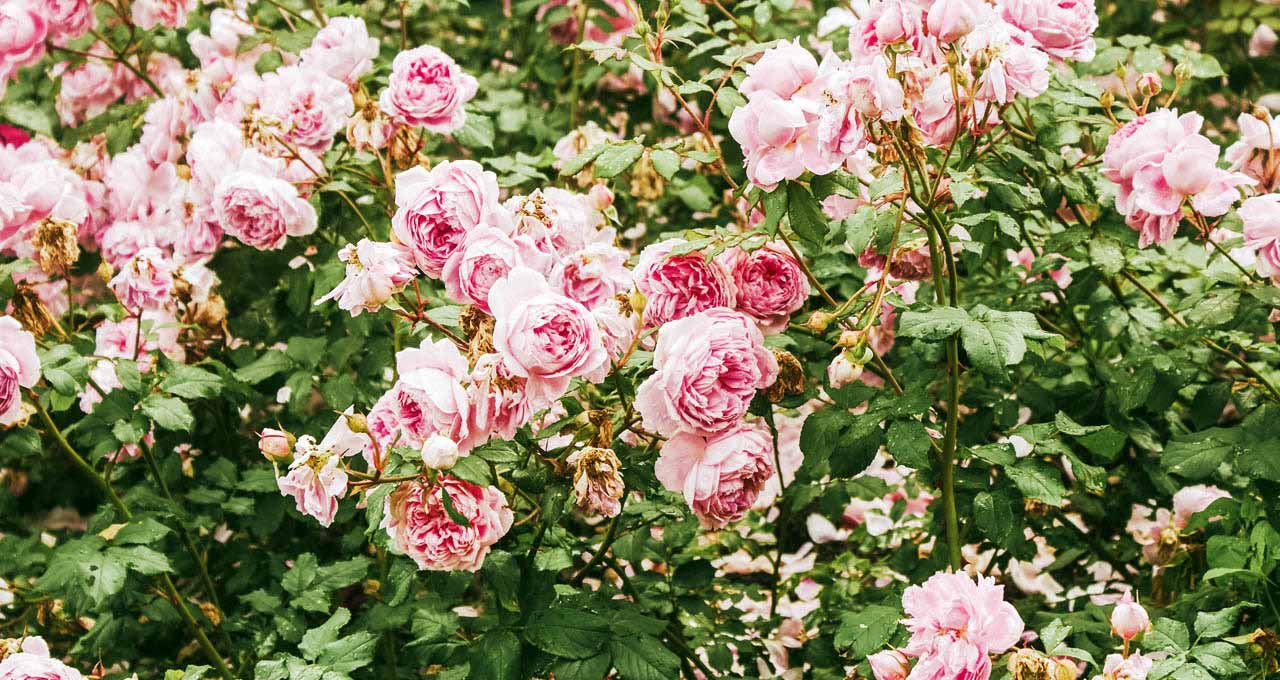 玫瑰不容易种活,玫瑰种植易养活