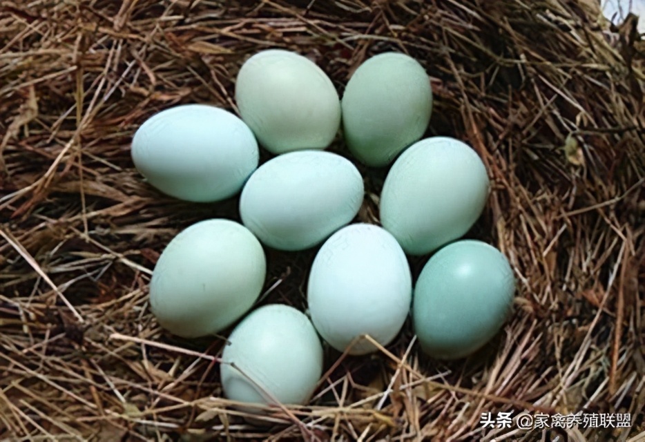 养这种“四黑鸡”3年，他快被顾客给“玩坏”了