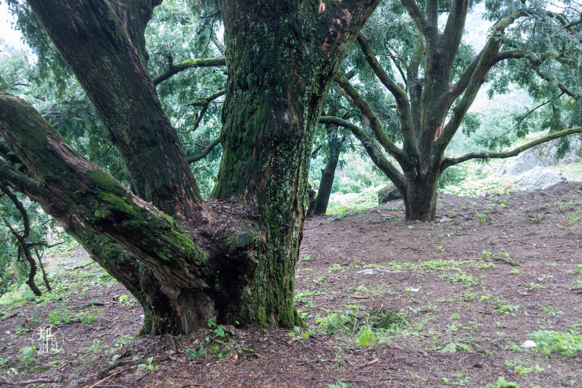 香榧古道,香榧古道徒步路线哪条景色美