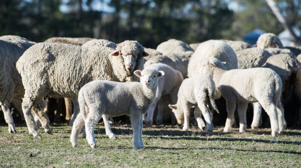 澳洲下雨天气,澳洲有雨季吗潮湿吗