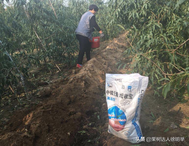 桃养人，可要种好桃，这些桃的特性要了解