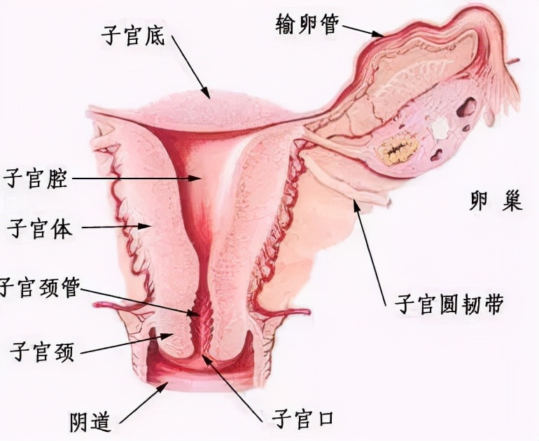 宫颈病变为什么没有感觉,宫颈没有任何症状为什么会有问题