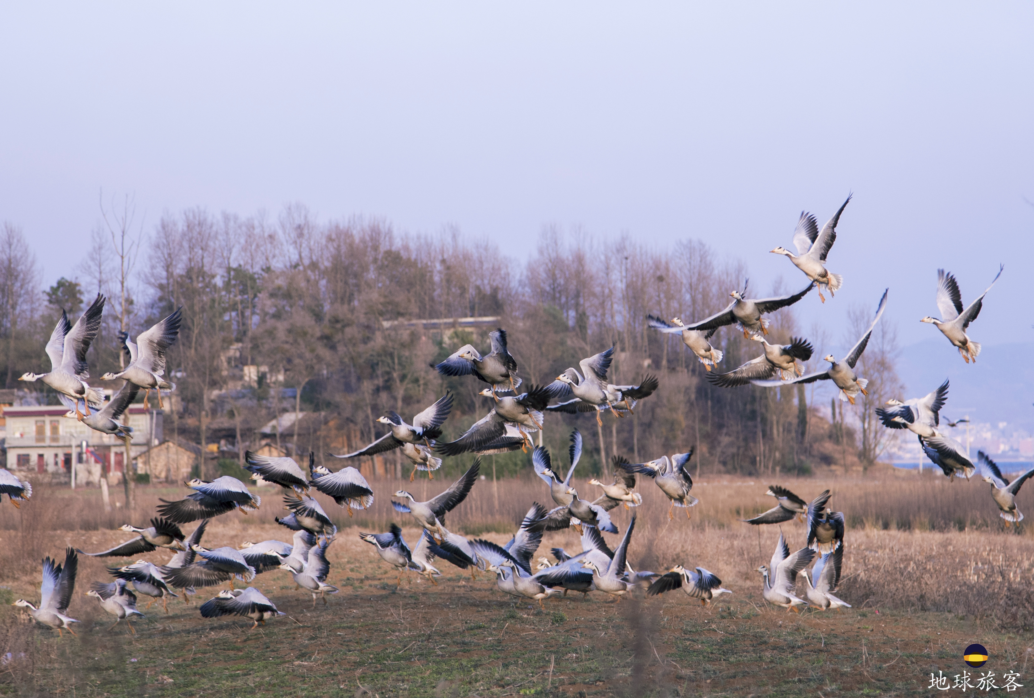 威宁草海的候鸟飞来了吗,贵州威宁草海所有候鸟照片