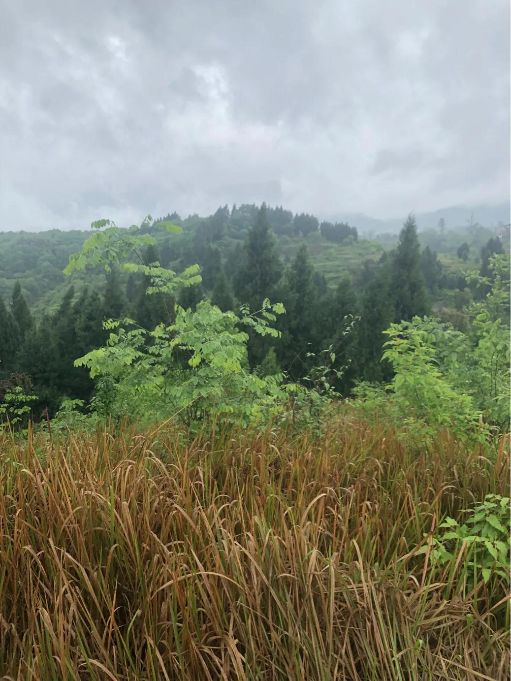 马家岩紫色花树,马家岩宜居