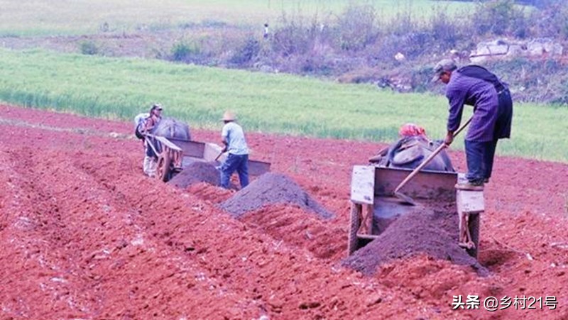 红薯怎样种才能高产又不地下长虫,种红薯高产肥料