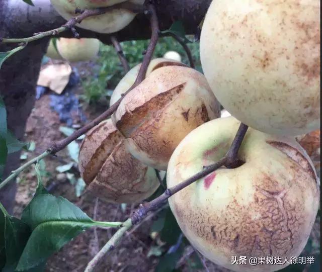 大量裂果怎么办,果子底部裂果什么原因