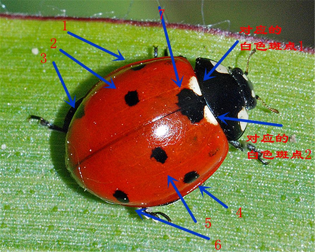 娘胎里就能怀孕?生存智慧再高,也躲不过七星瓢虫