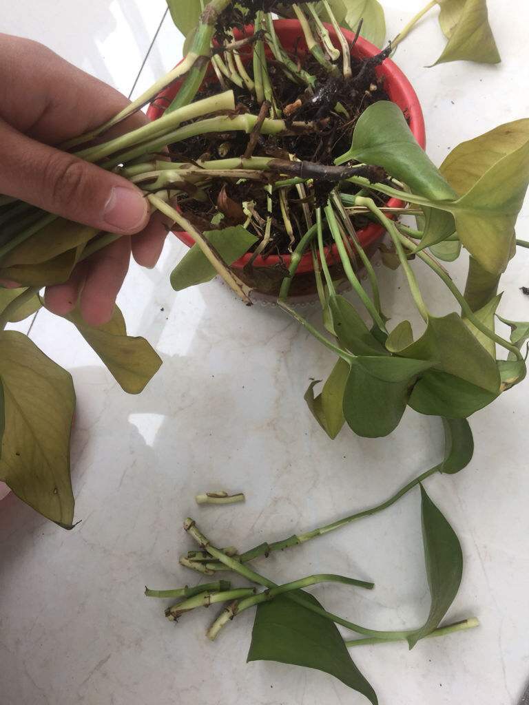 绿萝怎么一直出现黄叶,绿萝黄叶是什么原因咋办